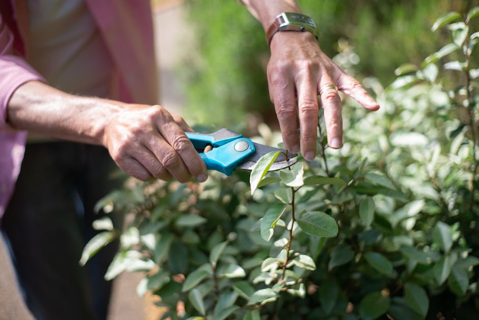 A person trimming a dense, green shrub with a pair of blue pruning shears in a garden setting. The individual’s hands and forearms are visible, with one hand holding the pruning shears and the other
